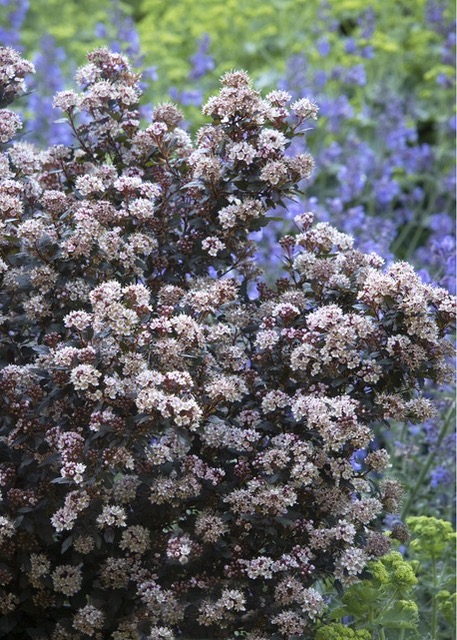 native vs non-native